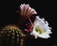 CactusFlower CactusFlower