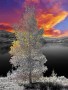 ColorIRTree ColorIRTree