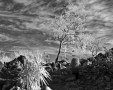 DesertTree DesertTree