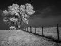 Farm Tree Farm Tree