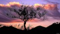 Lonley Tree Lonley Tree
