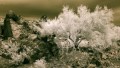 StuntedDesertTree StuntedDesertTree