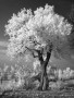 TwistedTree TwistedTree